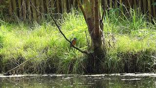 2024 09 22 IJsvogeltje in ruste Kingfisher at rest [upl. by Ailima]