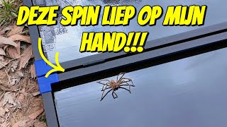 ER KRUIPT EEN DIKKE SPIN OVER MIJN HAND 260 [upl. by Ellennod]