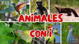 Animales que empiezan por la letra I [upl. by Durman795]