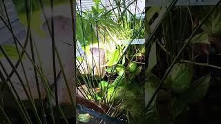 Planted riparium jungle freshwateraquarium ripariumfishroom aquarium jungle [upl. by Fernyak454]