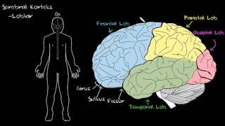 Serebral Korteks Sağlık ve Tıp Sinir Sistemi Fizyolojisi Psikoloji  Davranış [upl. by Cinda172]