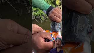 Piranha vs metal can fishing piranha fish fishinglife shortvideo shorts [upl. by Enahc176]