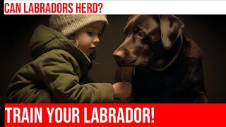 Train Your Labrador Retriever for Herding Trials [upl. by Alam]