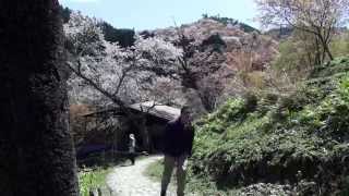 Cherry Blossoms Around Japan Mt Fuji and Nara [upl. by Cristina]