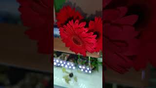 Gerbera in fishtank HarmonyMusicianIksonLicensehttpsiksoncomtrack57harmony [upl. by Acissehc]