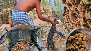 wildcat secret recipe curry🐈‍⬛ cat meat recipe 😱😱 eating with rice🌾 [upl. by Woods989]