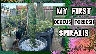 My First Cereus Forbesii Spiralis Cactus aka Spiral cactus 🌀🌵 [upl. by Ybanrab902]