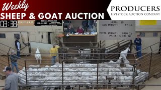 12192023  Producers Livestock Auction Company Sheep amp Goat Auction [upl. by Hcirdeirf]