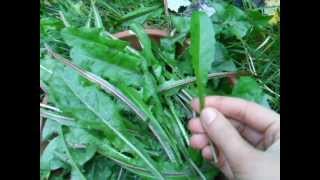 Dandelion greens how and when to pick them [upl. by Ahseiym30]