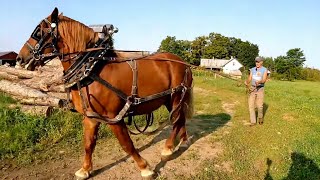 TRAINING our Suffolk Punch STALLION after a long summer in the Pasture [upl. by Aredna]