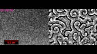 S1 Spirals waves in populations of Dictyostelium discoideum at initial starvation time of T  2h [upl. by Trent]