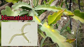 así controlo los nematodos en la pitahaya amarilla [upl. by Helene]