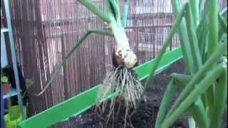 Un potager sur mon balcon [upl. by Aoket]