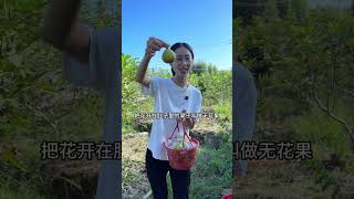 妳們知道什麽果子花長開在肚子裏嗎？今天帶了500塊錢去摘這個神秘的果子food 鄉村生活 白菜GGshorts [upl. by Horick]