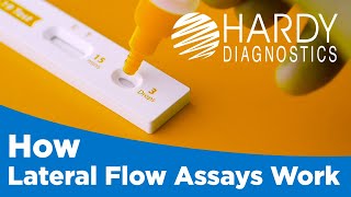 How Lateral Flow Assays Work [upl. by Arah]