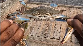 Catching Blue Crabs￼fypcrabscrabbingfloridashortsvideoforyou [upl. by Helen]