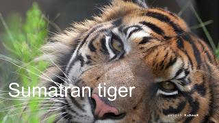 Sumatran tiger​ quotAoquot 20240901／Higashiyama Zoo and Botanical Garden／4K [upl. by Tterej]