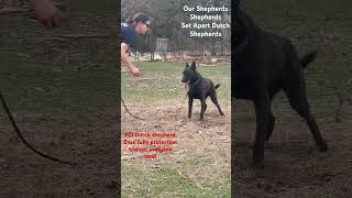 Working Drills With PROTECTION DOG ‼️ FCI Dutch Shepherd Enzo🔥 Our Shepherds Shepherds [upl. by Accem]