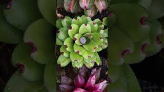 Bromeliad Care  How to get rid of Mosquitoes [upl. by Liagabba]