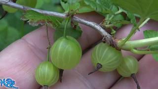 ⟹ Gooseberry  Ribes hirtellum  Fruit review 2018 [upl. by Dopp592]