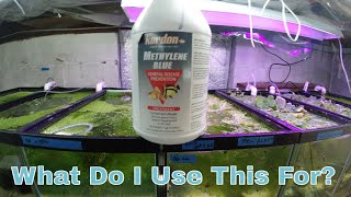 Methylene Blue And How To Use It In Your Aquarium [upl. by Relda]