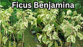 How to care and propagate Ficus Benjamina ficus plants plantscare gardening howtocare [upl. by Inafit]