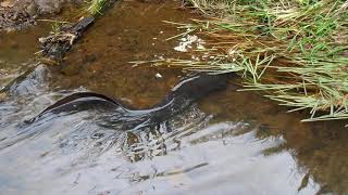 New Zealand big eel [upl. by Ellerud19]