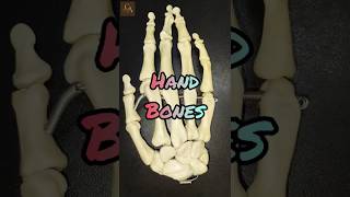 HAND BONES  Upper limb Anatomy [upl. by Hoskinson401]