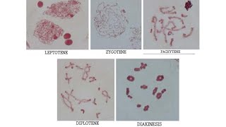 LACTOPROPIONICORCEIN STAINED GRASSHOPPER MEIOTIC CELL DIVISION STAGES PROPHASE 1 [upl. by Highams601]