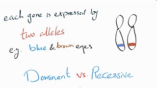 Genotype vs Phenotype Recessive and Dominant [upl. by Eatnhoj525]