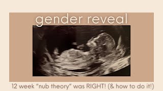 How our 12 week ultrasound showed baby’s gender Nub theory worked  GENDER REVEAL [upl. by Leitman]