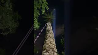 I climb a 55ft palm tree at night 🌴 shorts [upl. by Atirehc]