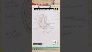 Kidney diagram anatomy kidney easy🔥🔥💯💯 [upl. by Letsyrhc]