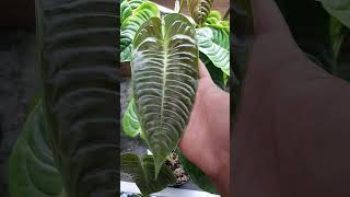 Anthurium veitchii emergent leaves  gorgeous [upl. by Rehctelf]