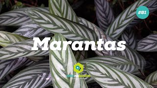 Marantas [upl. by Lurleen]