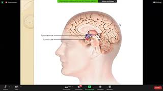 05 stress et maladie psychosomatique psychologie [upl. by Dyal]