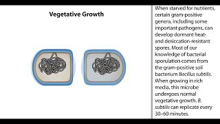 Formation of Endospores  Animation  ScienceRoot [upl. by Aillicec]