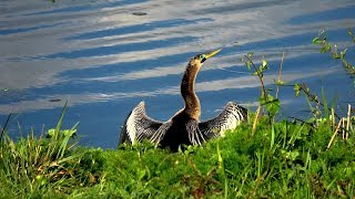 Tour of Sweetwater Wetlands Park Gainesville Florida [upl. by Marguerita]