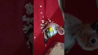 Hand feeding SunConure  how to hand feed conure baby  conure chicks [upl. by Nico205]