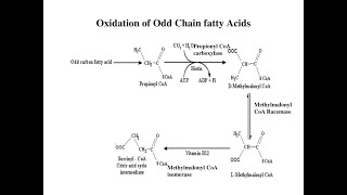 The fate of Propionyl CoA resulting from Oxidation of Odd chain Fatty acids [upl. by Namref182]