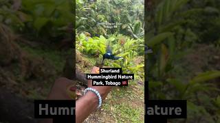 Things to do in Tobago Shurland’s Hummingbird Nature Park 🇹🇹 [upl. by Hattie656]