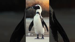 animalsviralshort penguin animalnames viralvideo trending tredingshorts seaanimals learning [upl. by Swetiana]