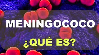 ¿Qué es el Meningococo Breve explicación [upl. by Ettennat256]