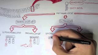 Cell Membrane II  Types of Lipid Membranes [upl. by Piggy]