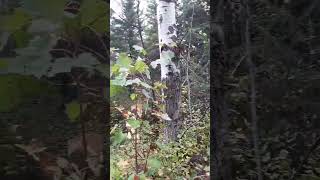 Disturbing discovery in the Colville National Forest Stevens County Washington [upl. by Koenig]