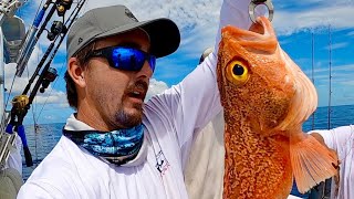 NEW PB Blackbelly Rosefish Catch Clean and Cook [upl. by Christmann]