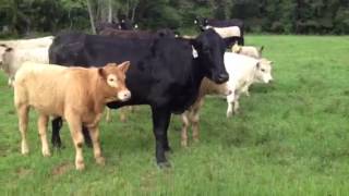 Brangus cows Charolais Calves [upl. by Itnaihc]