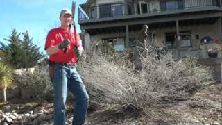 Pruning a Russian Sage to promote the best spring growth [upl. by Francesca554]