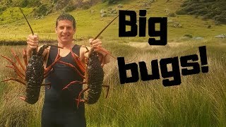 Massive crayfish haul Far north NZ freediving [upl. by Sidonius210]