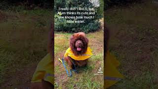 Rootie reporting on the Oregon rain akc rootie dogtraining domorewithyourdog cutedog [upl. by Pyszka]